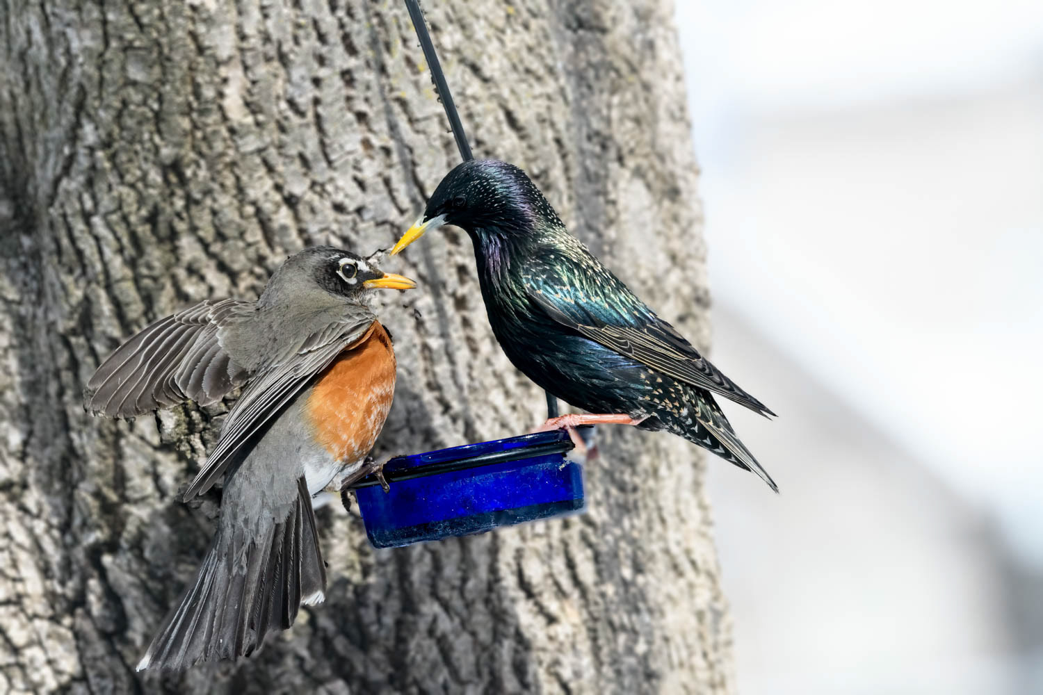 American Robin
