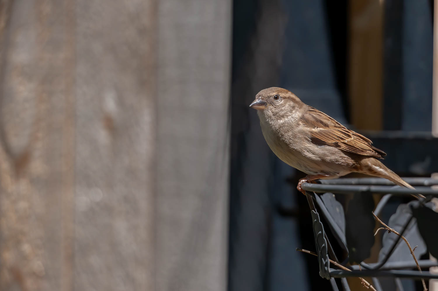 House Sparrow