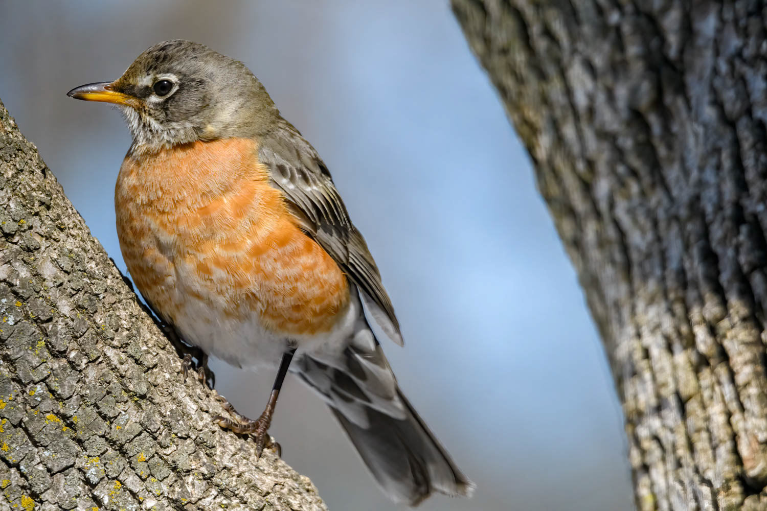 American Robin