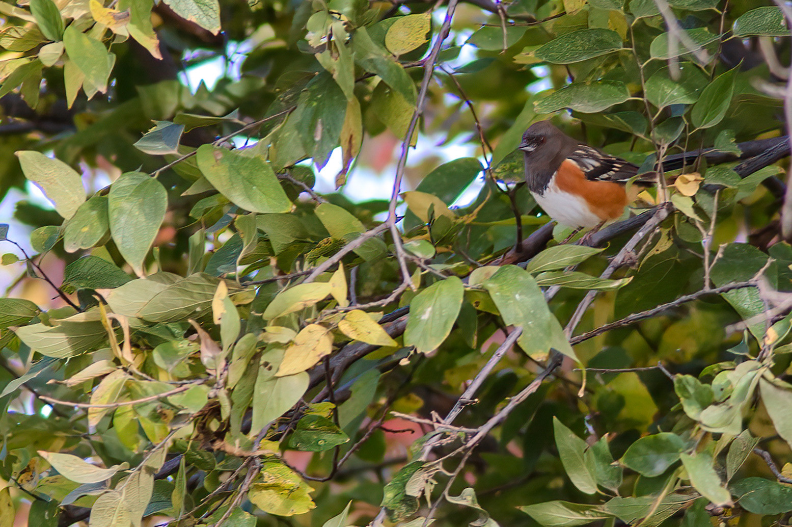 Spotted Towhee (Pipilo maculatus)
