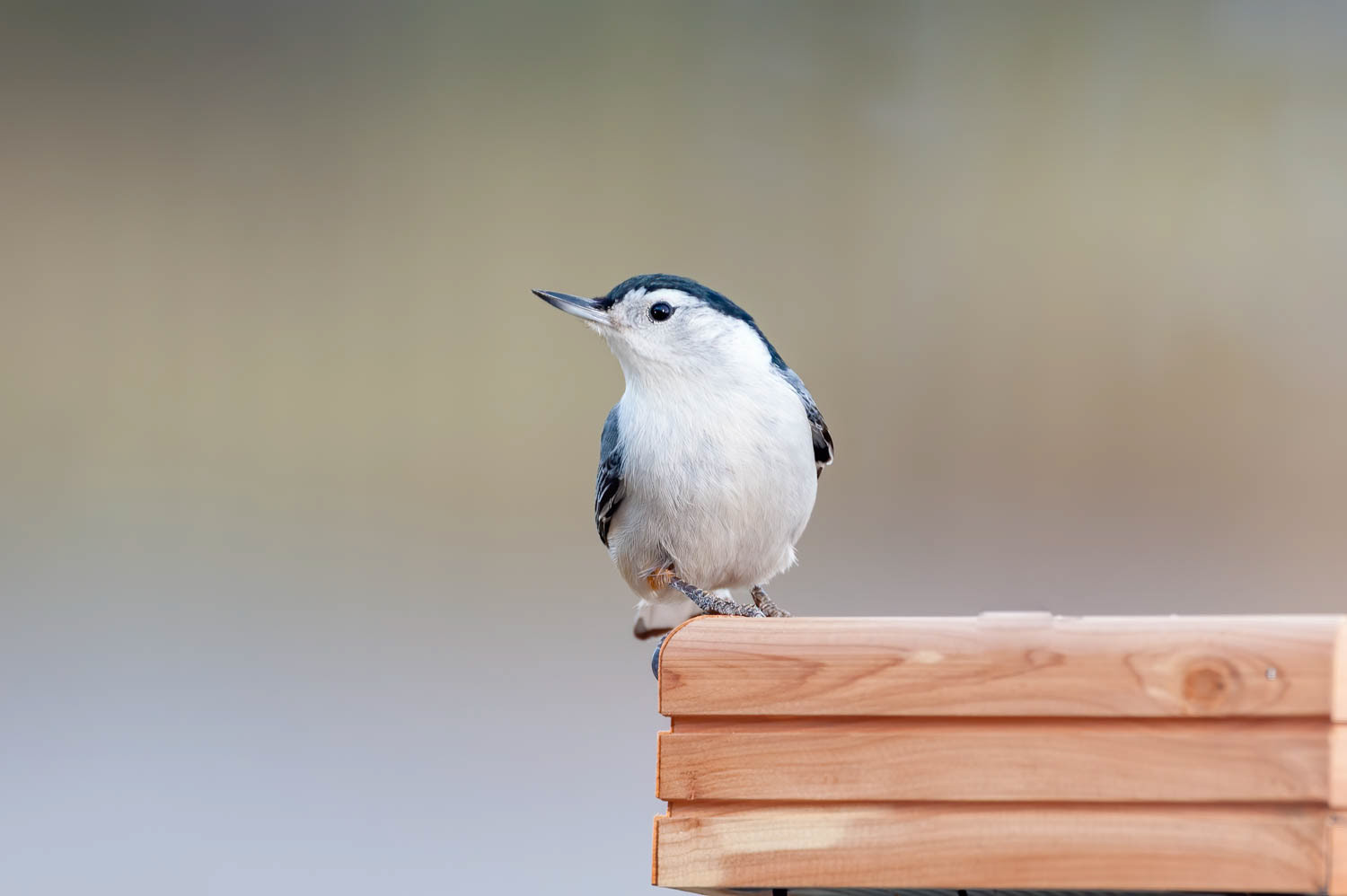 White-breasted Nuthatch