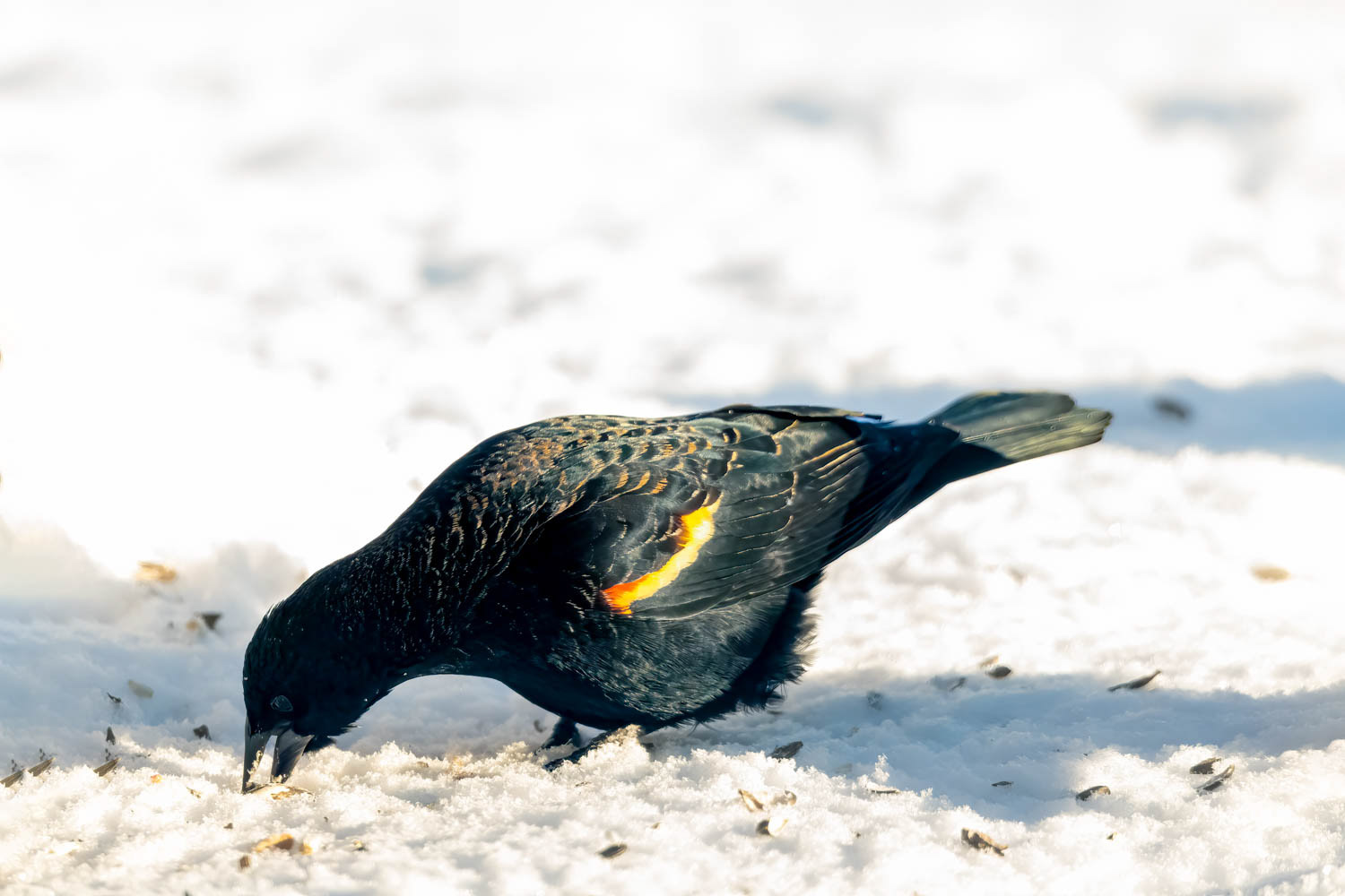 Red-winged Blackbird - Male