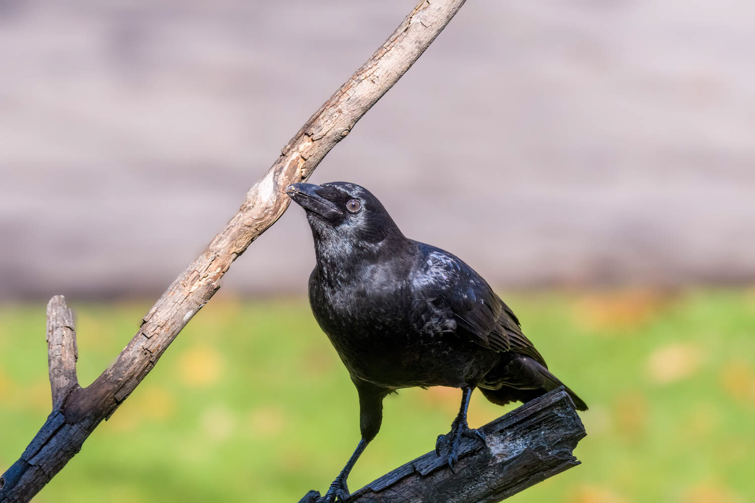 American Crow