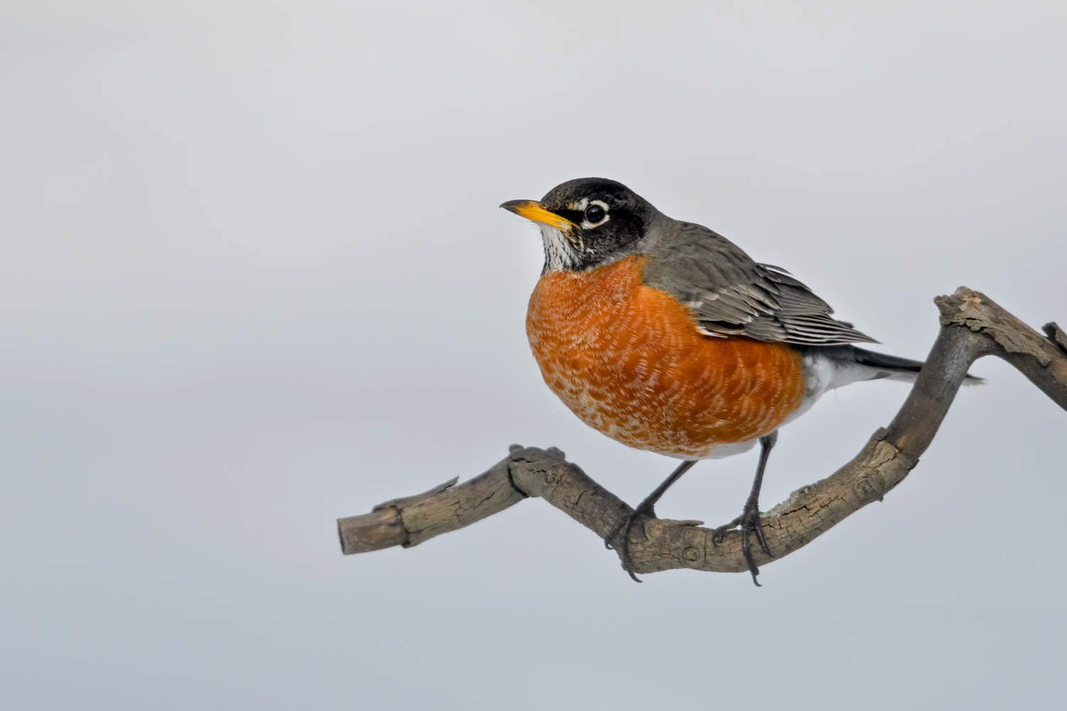 American Robin