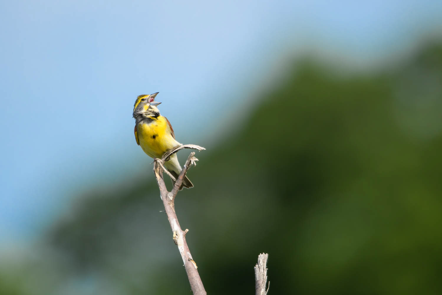 Dickcissel=Male