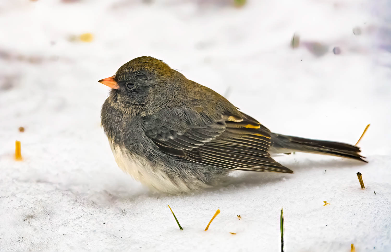 Oregon Junco