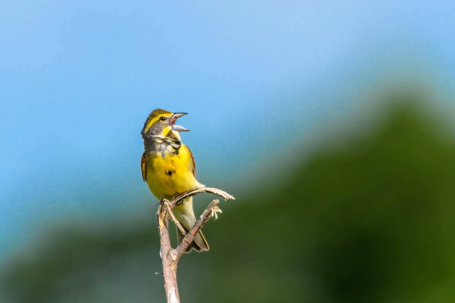 Dickcissel=Male