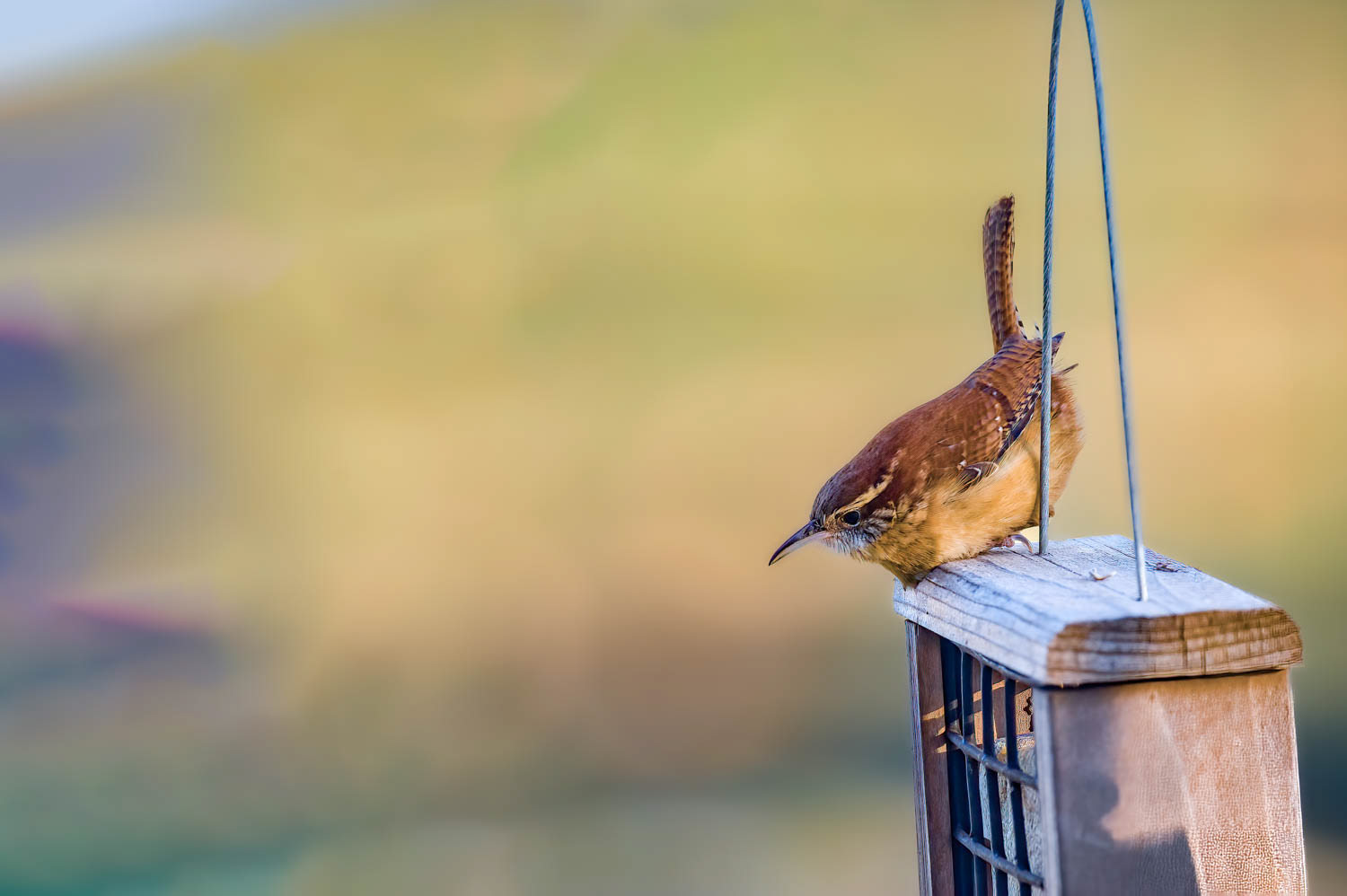 Carolina Wren