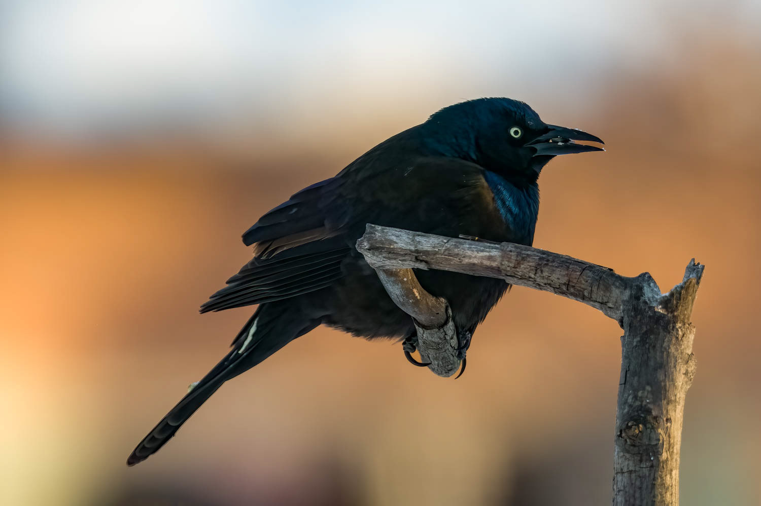 Common Grackle