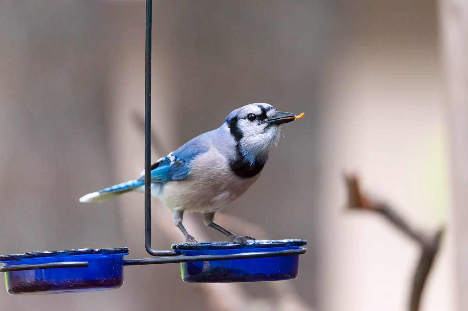 Bluejay