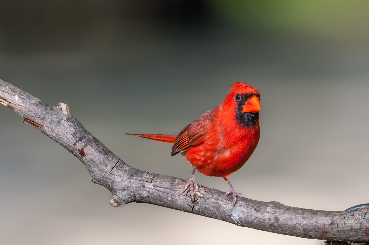 Northern Cardinal - Male