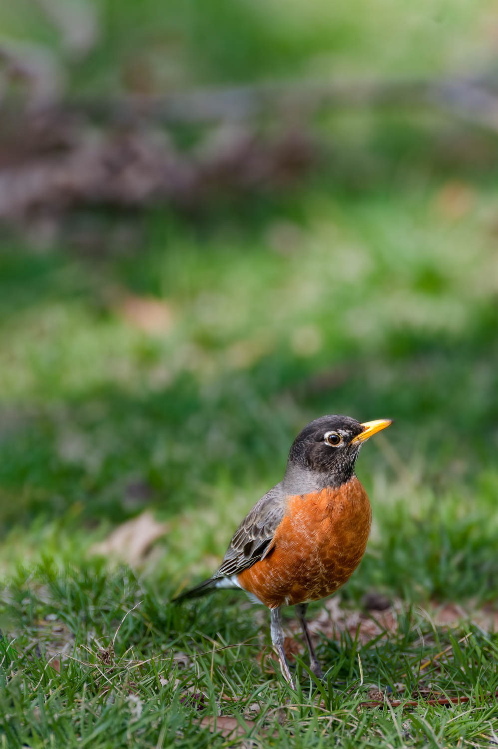 American Robin