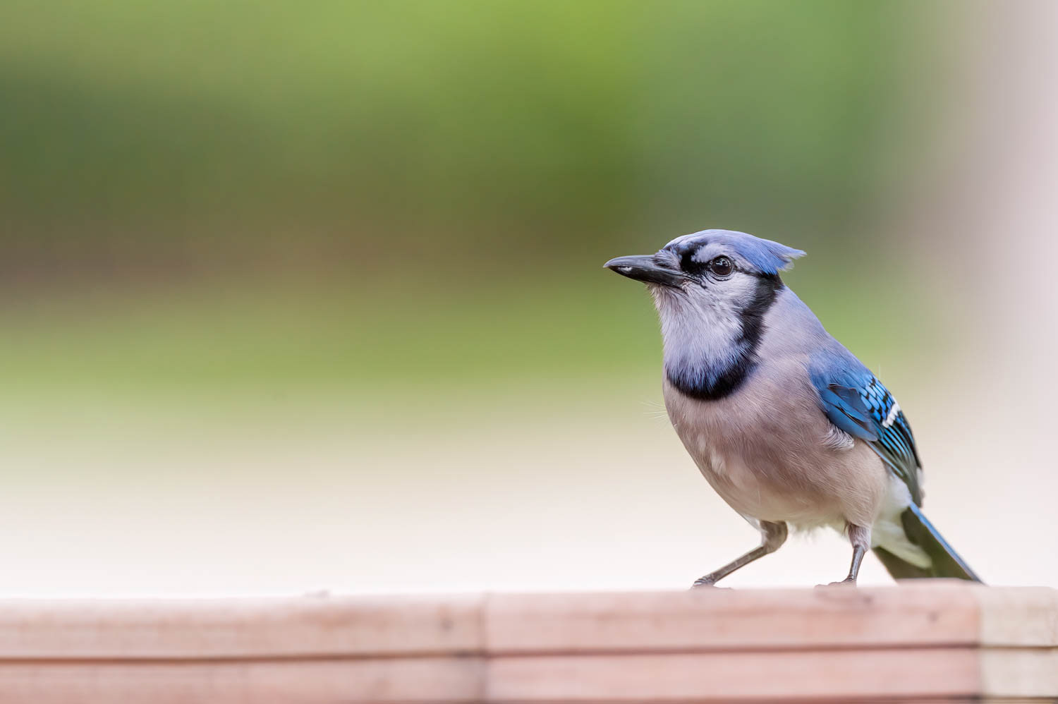 Bluejay