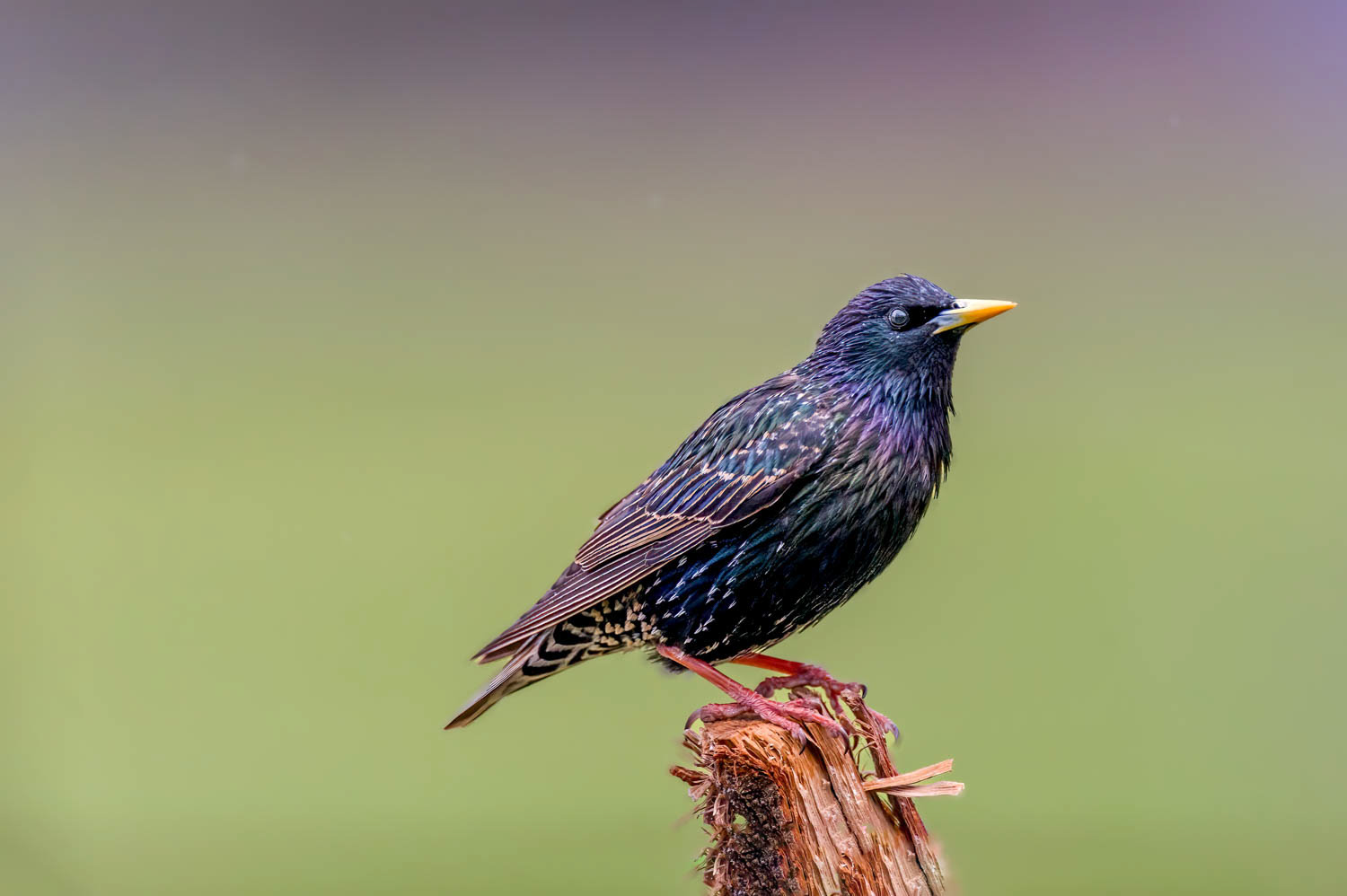 European Starling
