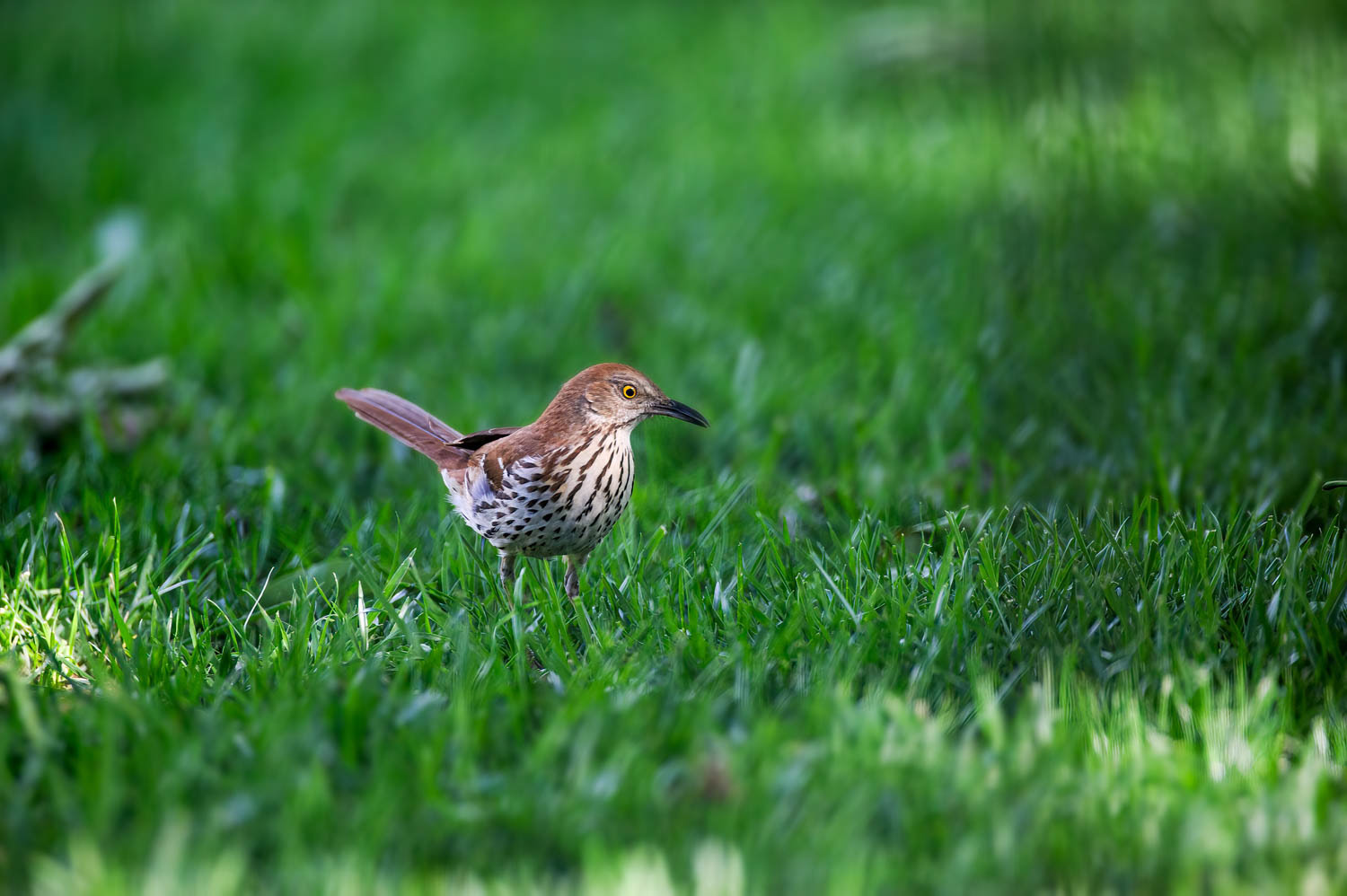 Brown Thrasher