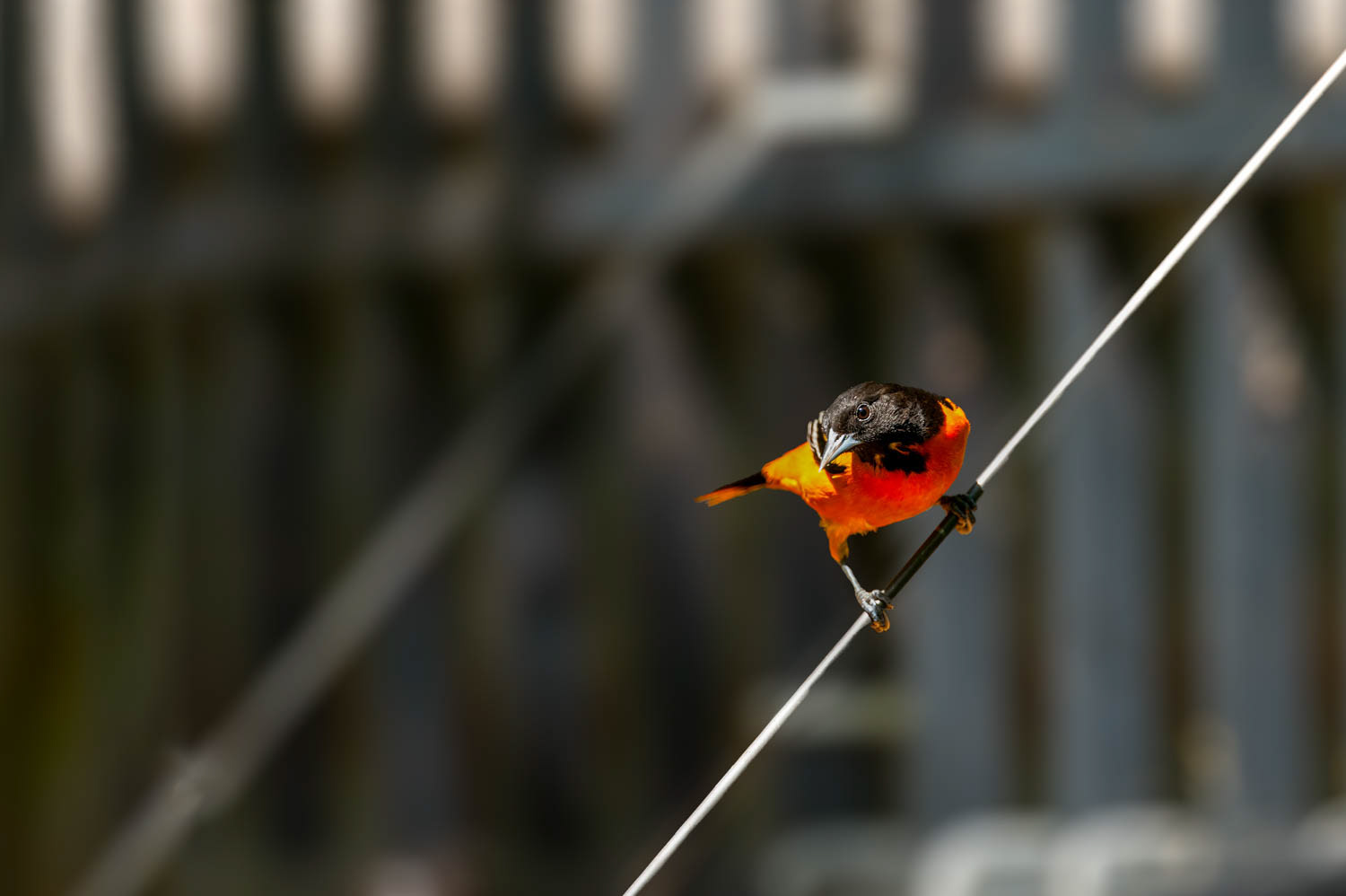 Baltimore Oriole