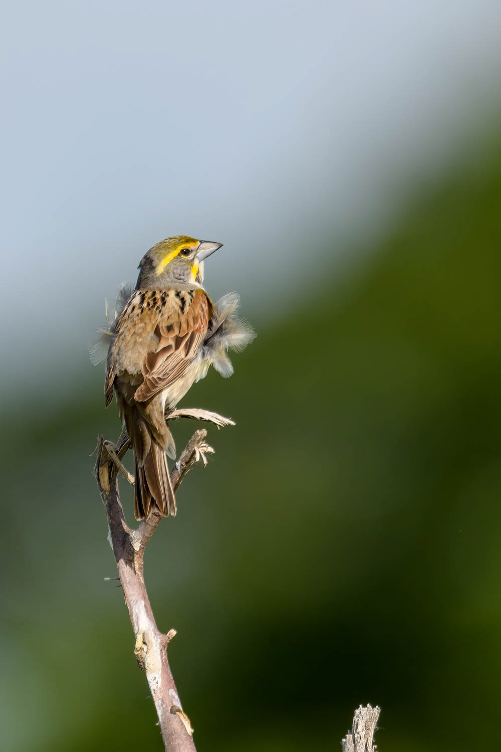 Dickcissel=Male