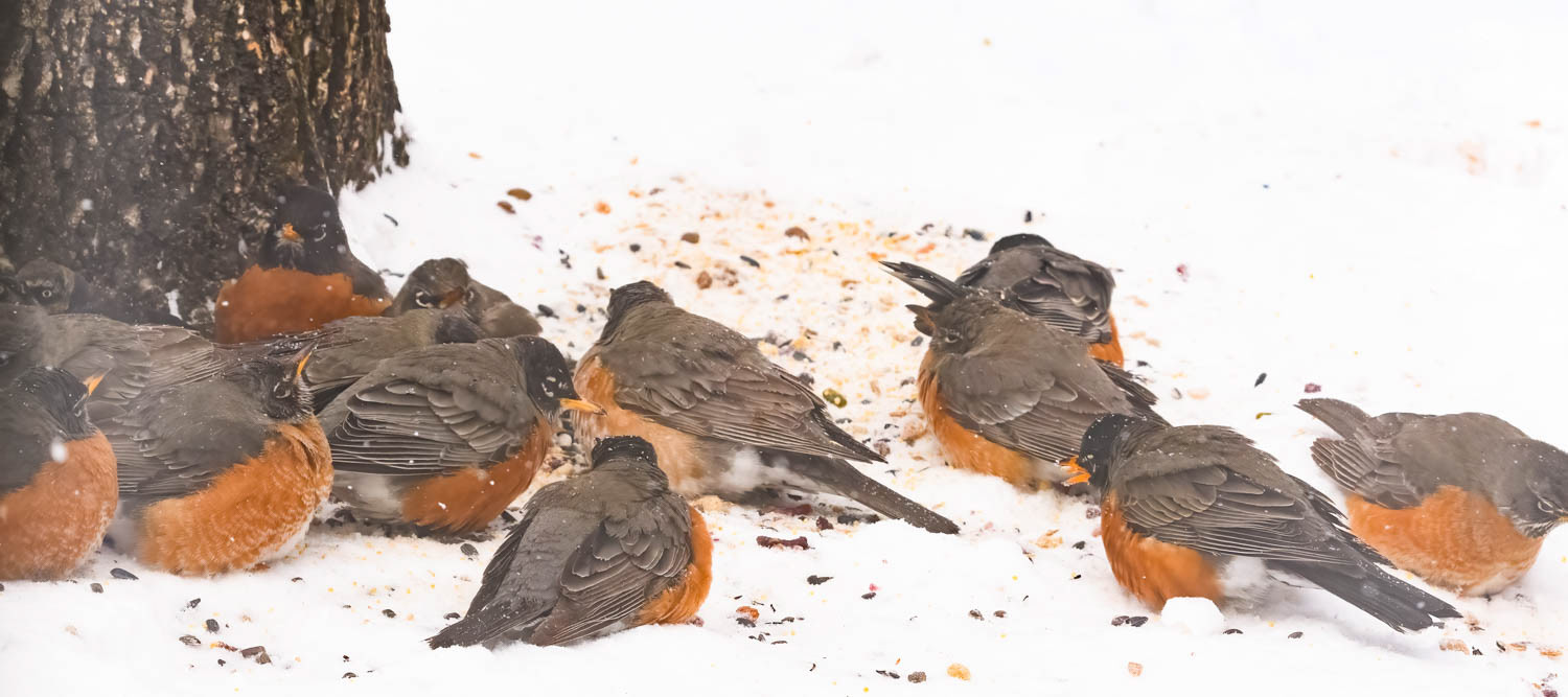American Robin