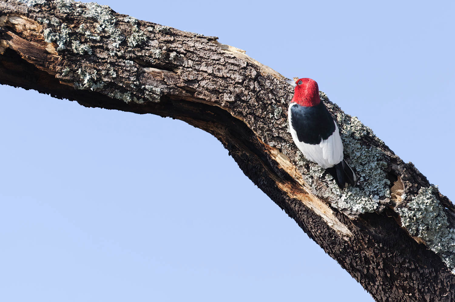 Red - Headed Woodpecker
