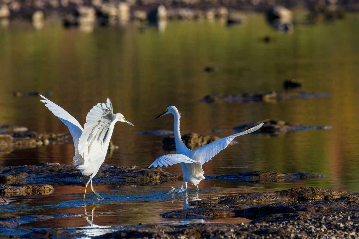 Snowy Egrets