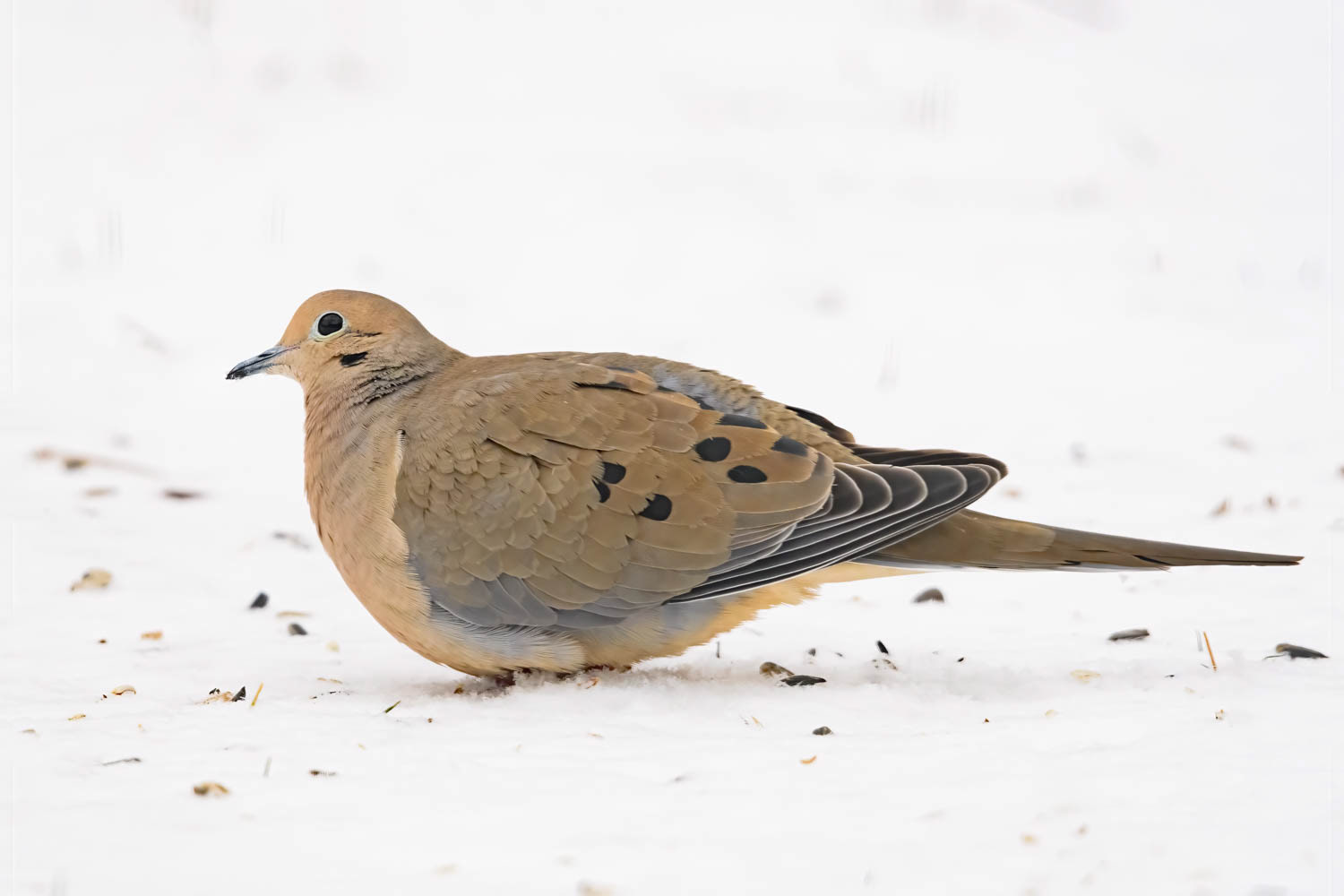 Mourning Dove