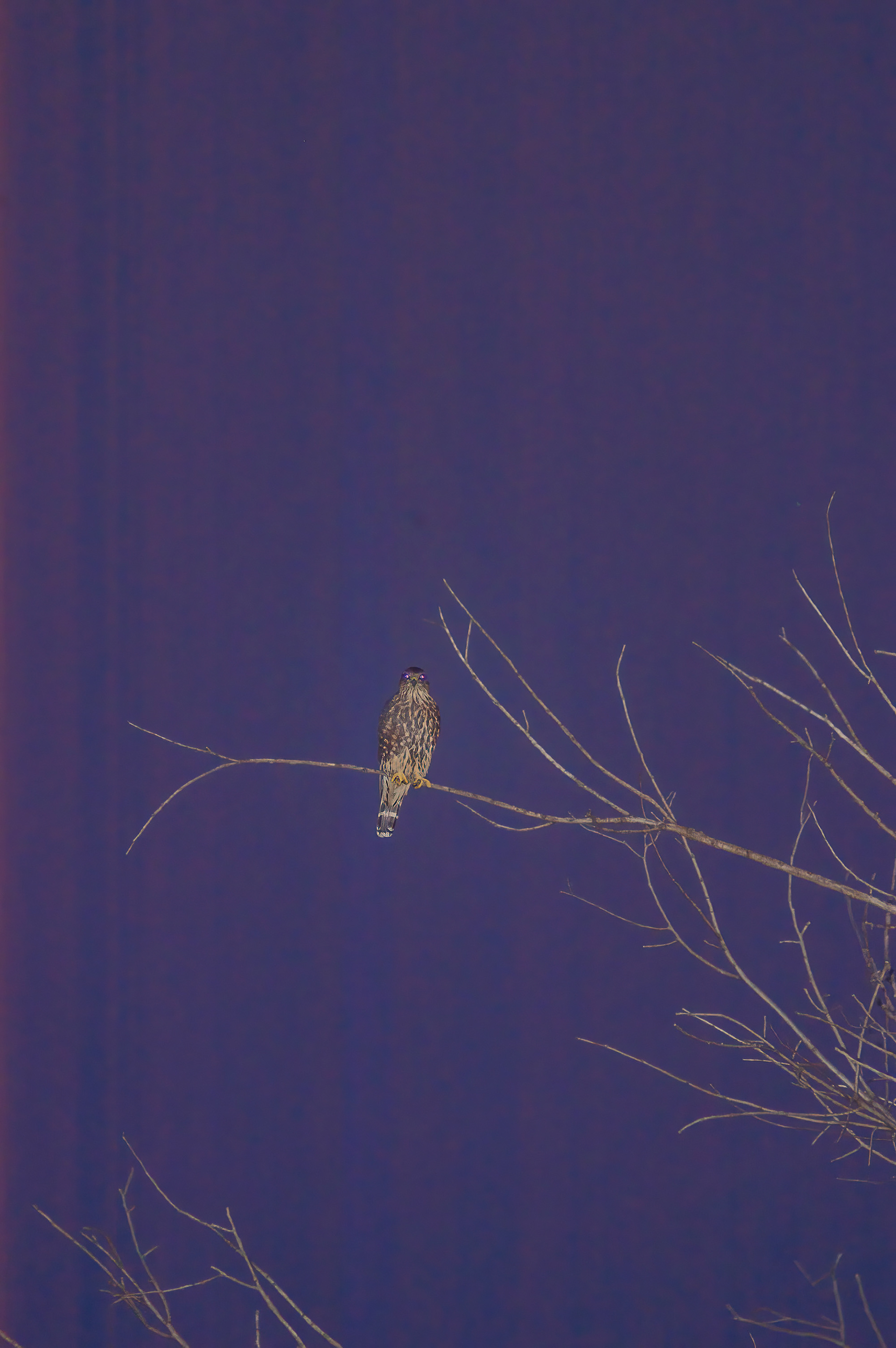 Merlin (Falco columbarius)