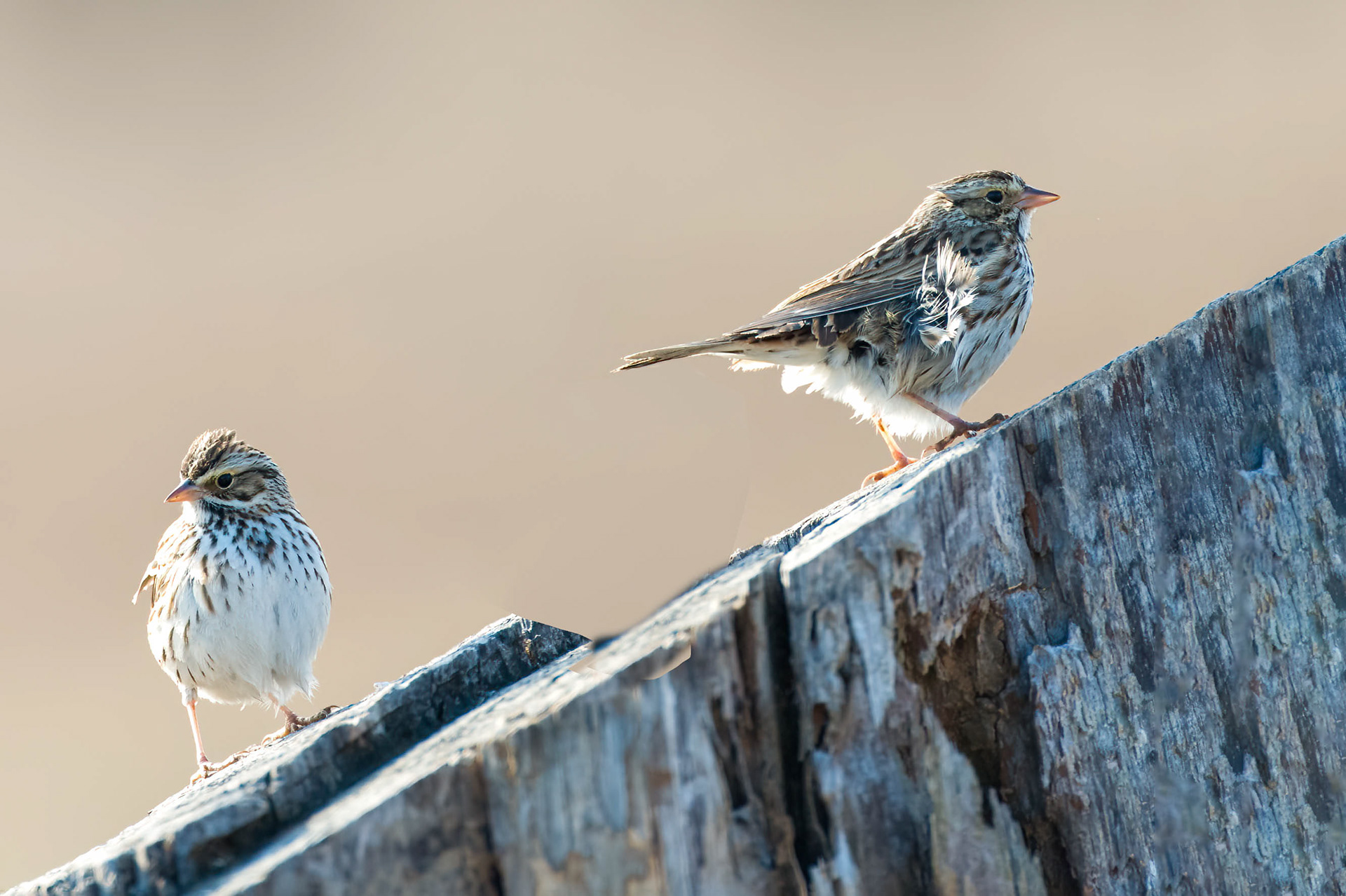 Savannah Sparrow