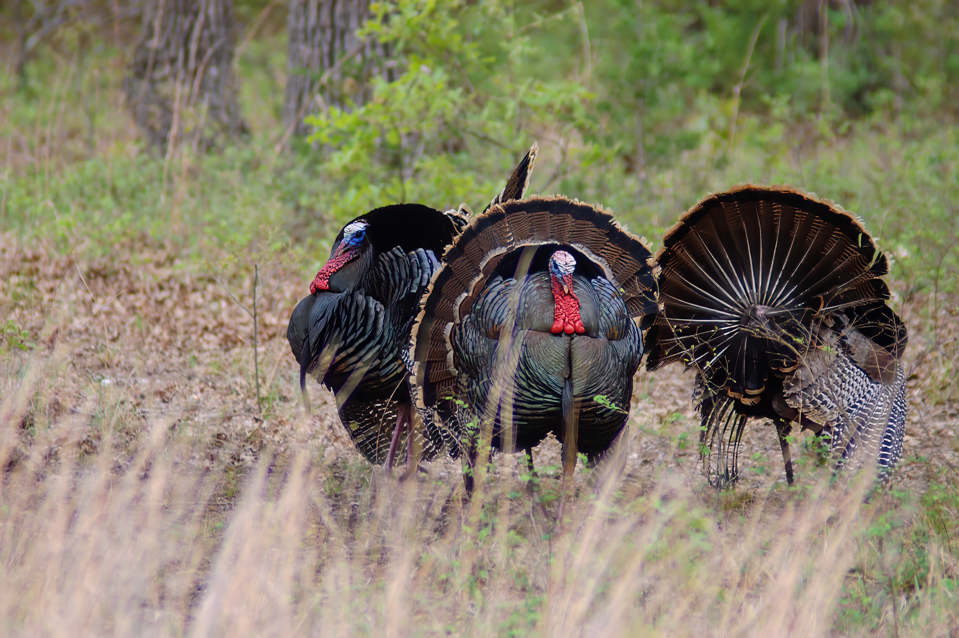 Wild Turkey