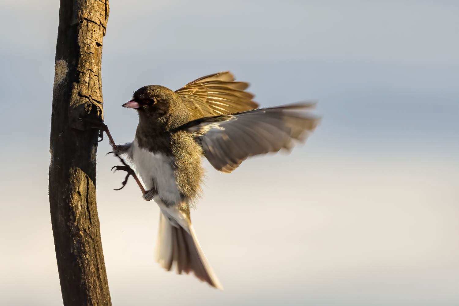 Oregon Junco