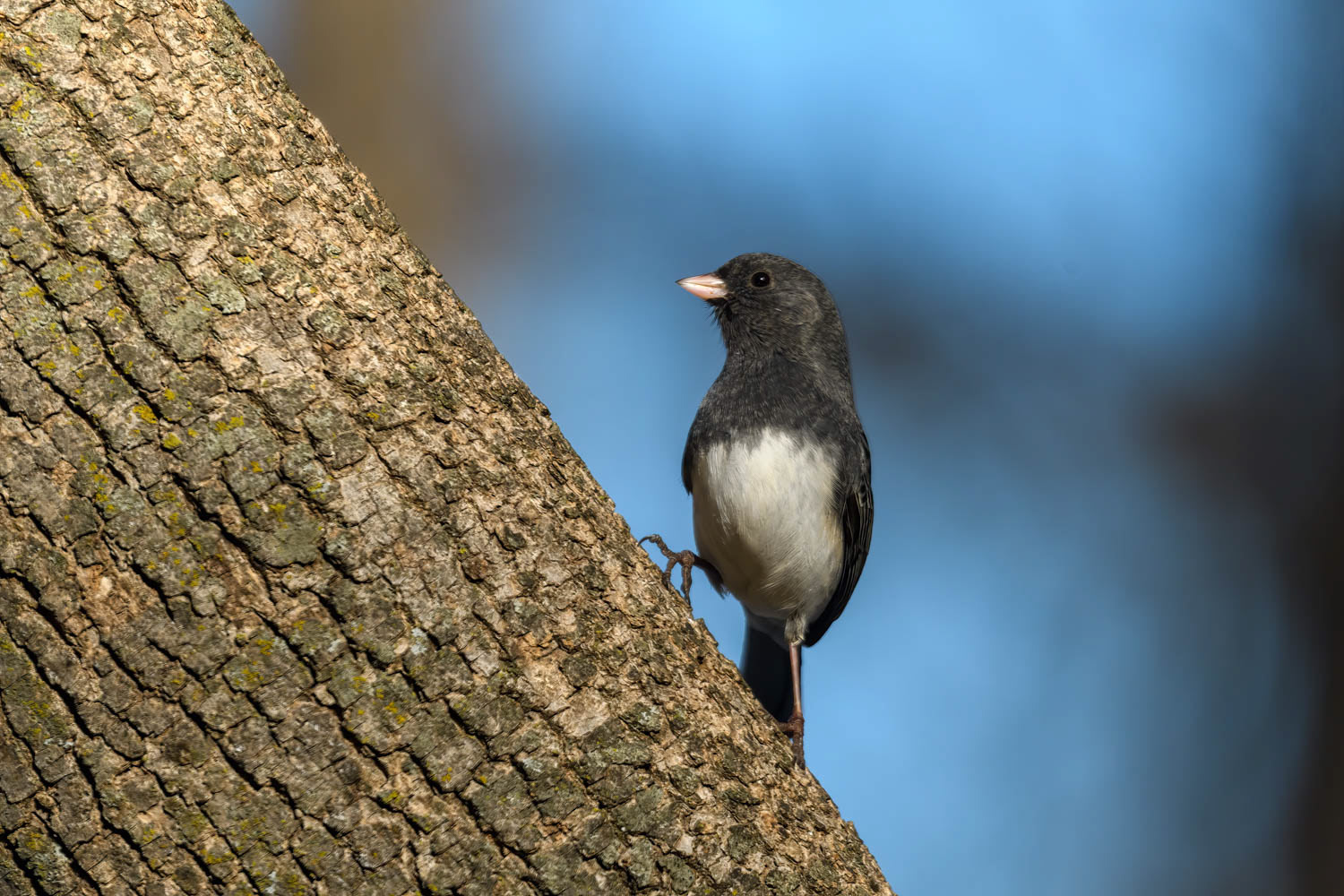 Dark-eyed Junco