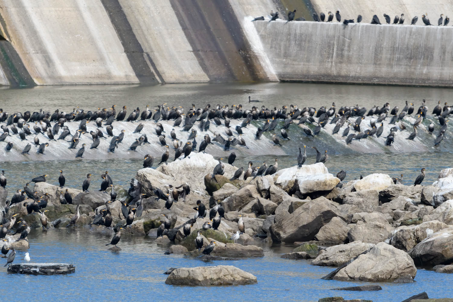 Double-crested Cormorant