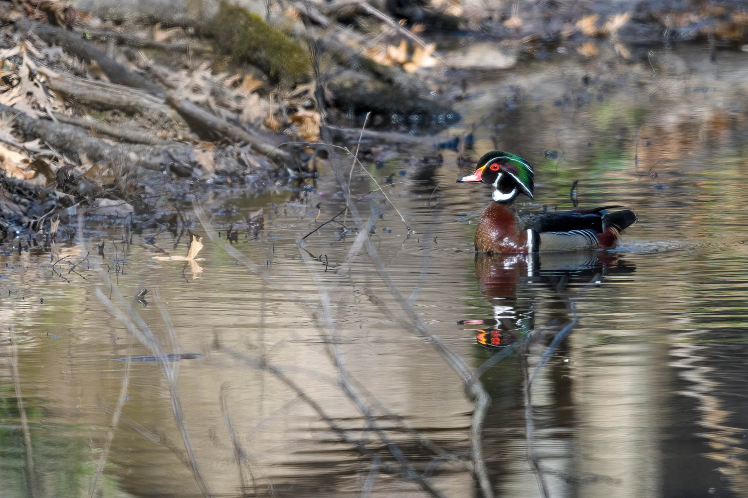 Wood Duck Drake