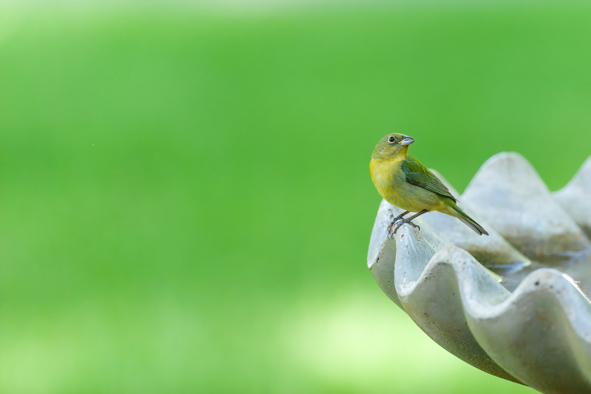 Female Painted Bunting
