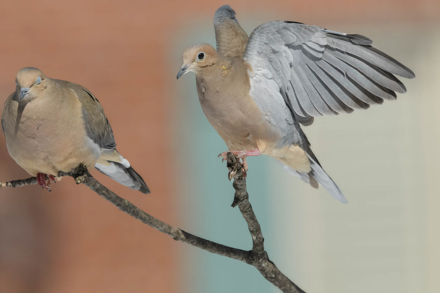 Mourning Doves