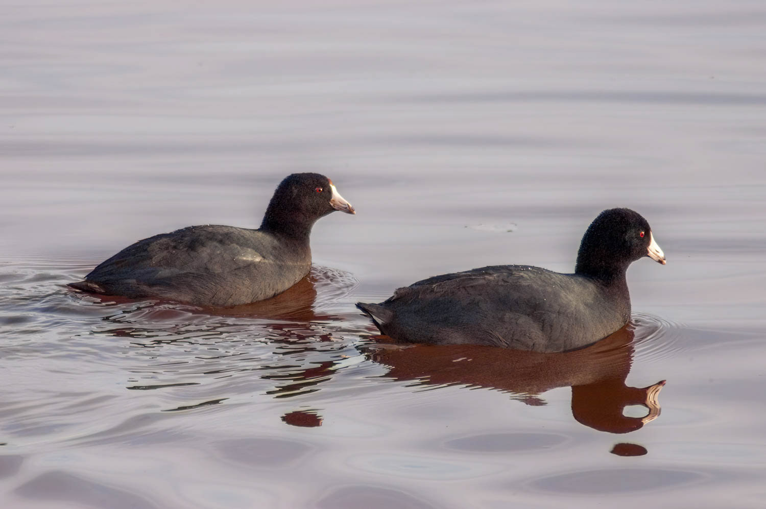 American Coots