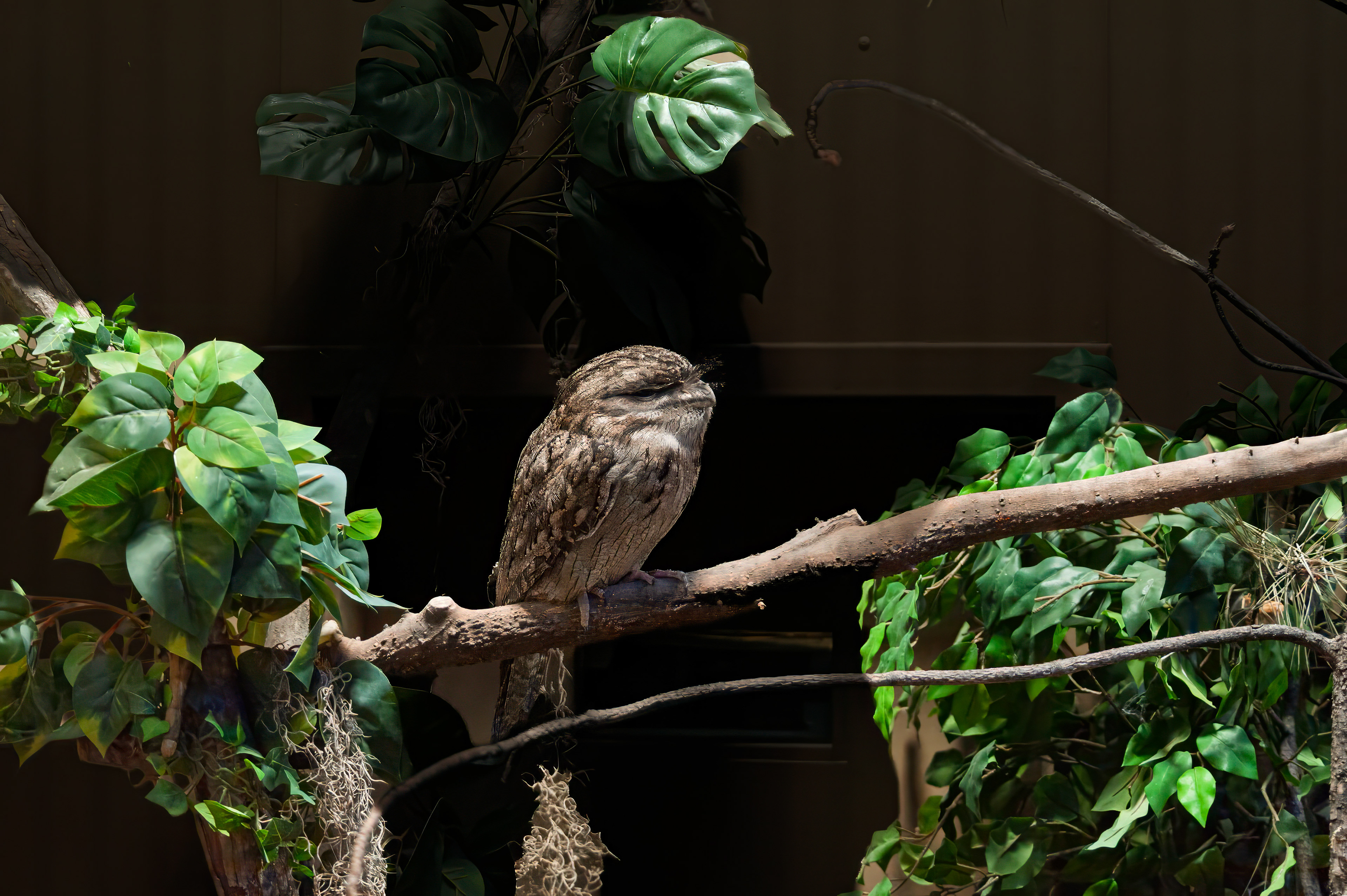 Tawny Frogmouth Owl  (Podargus strigoides)