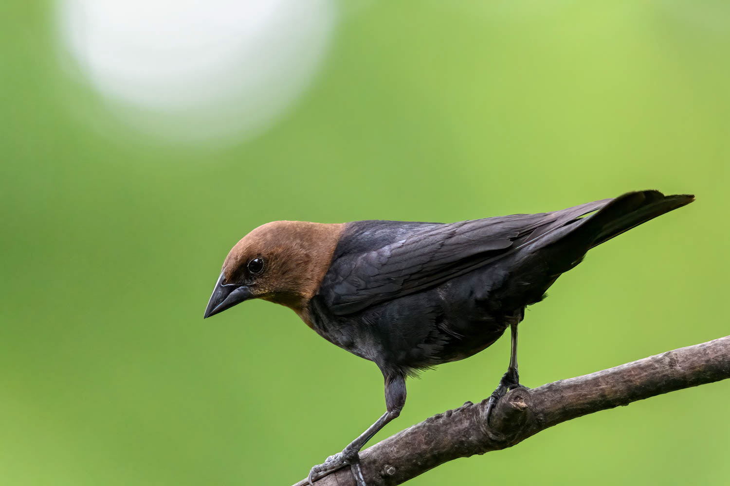 ded Cowbird-Male