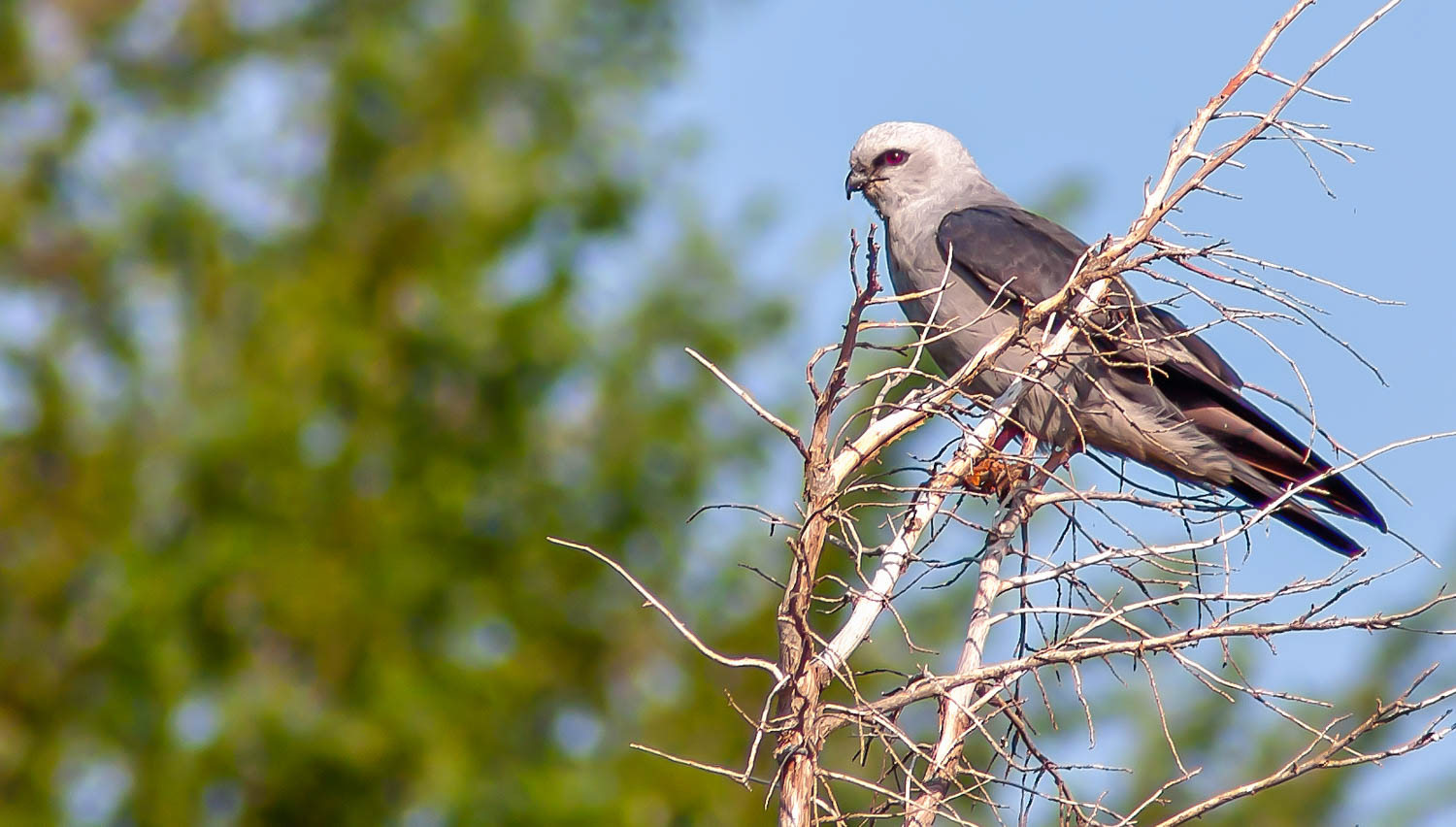 Mississippi Kite