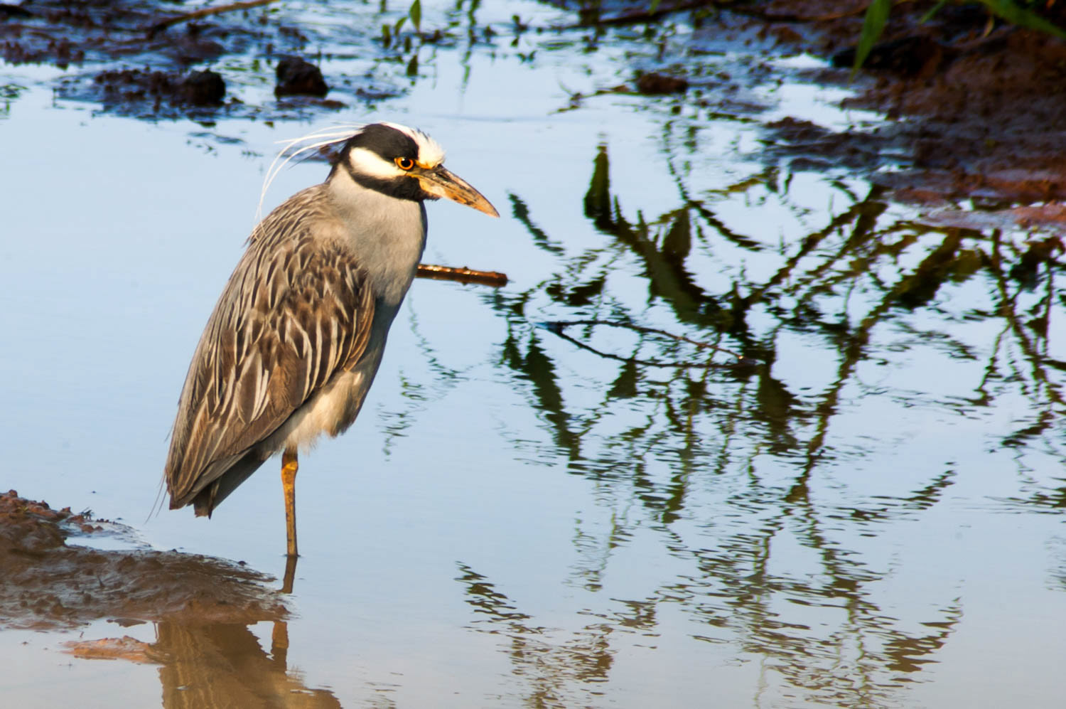 Yellow-crowned Night Heron