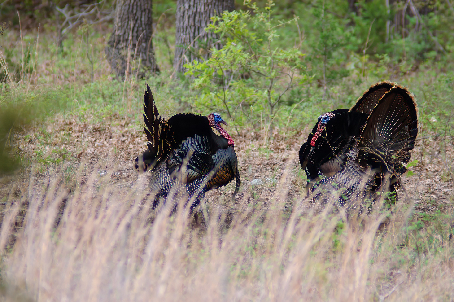 Wild Turkey