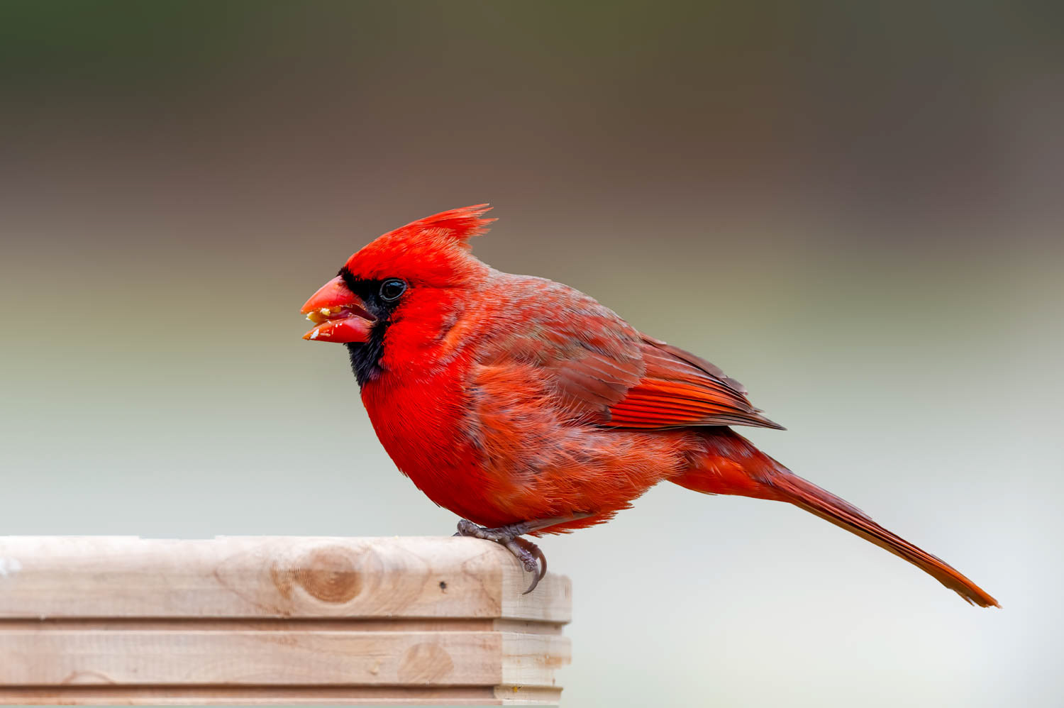 Northern Cardinal - Male