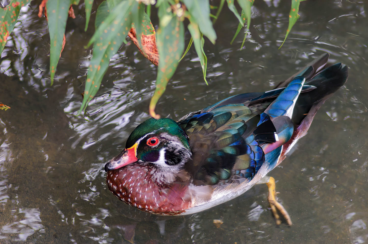 Wood Duck Drake
