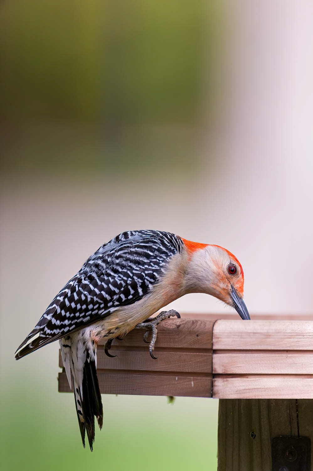 Red-bellied Woodpecker