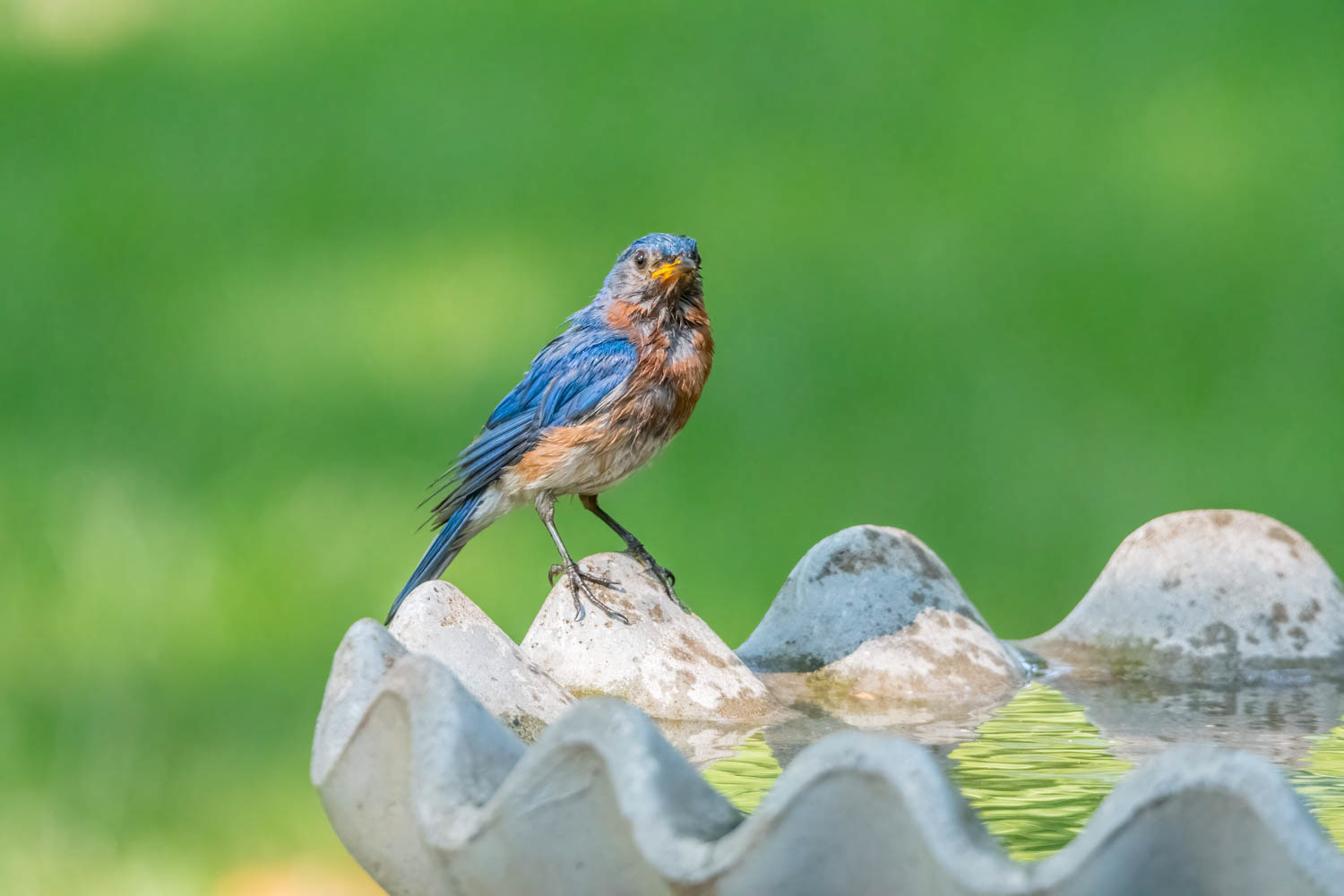 Eastern Bluebird-Female