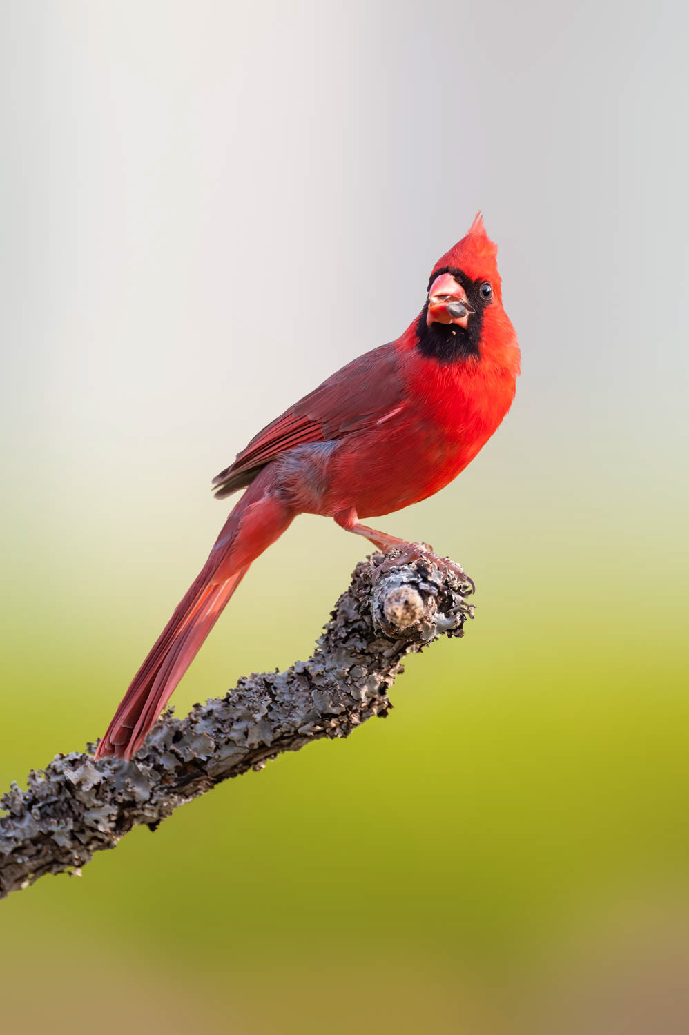 Northern Cardinal - Male
