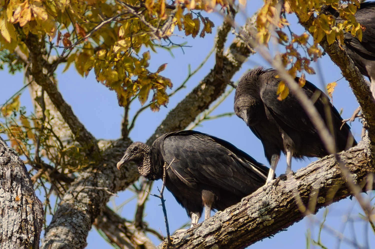 Black Vultures