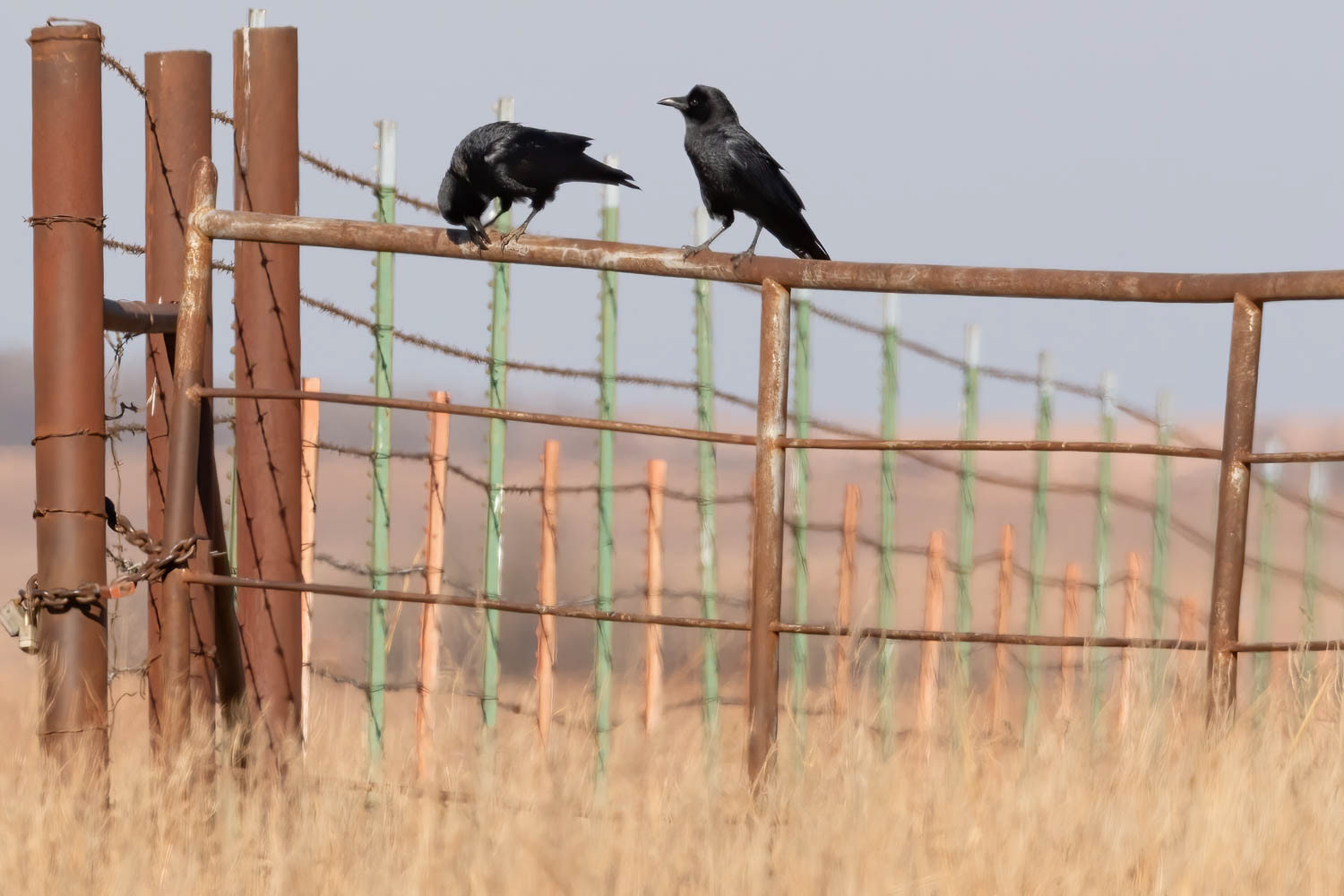 American Crows