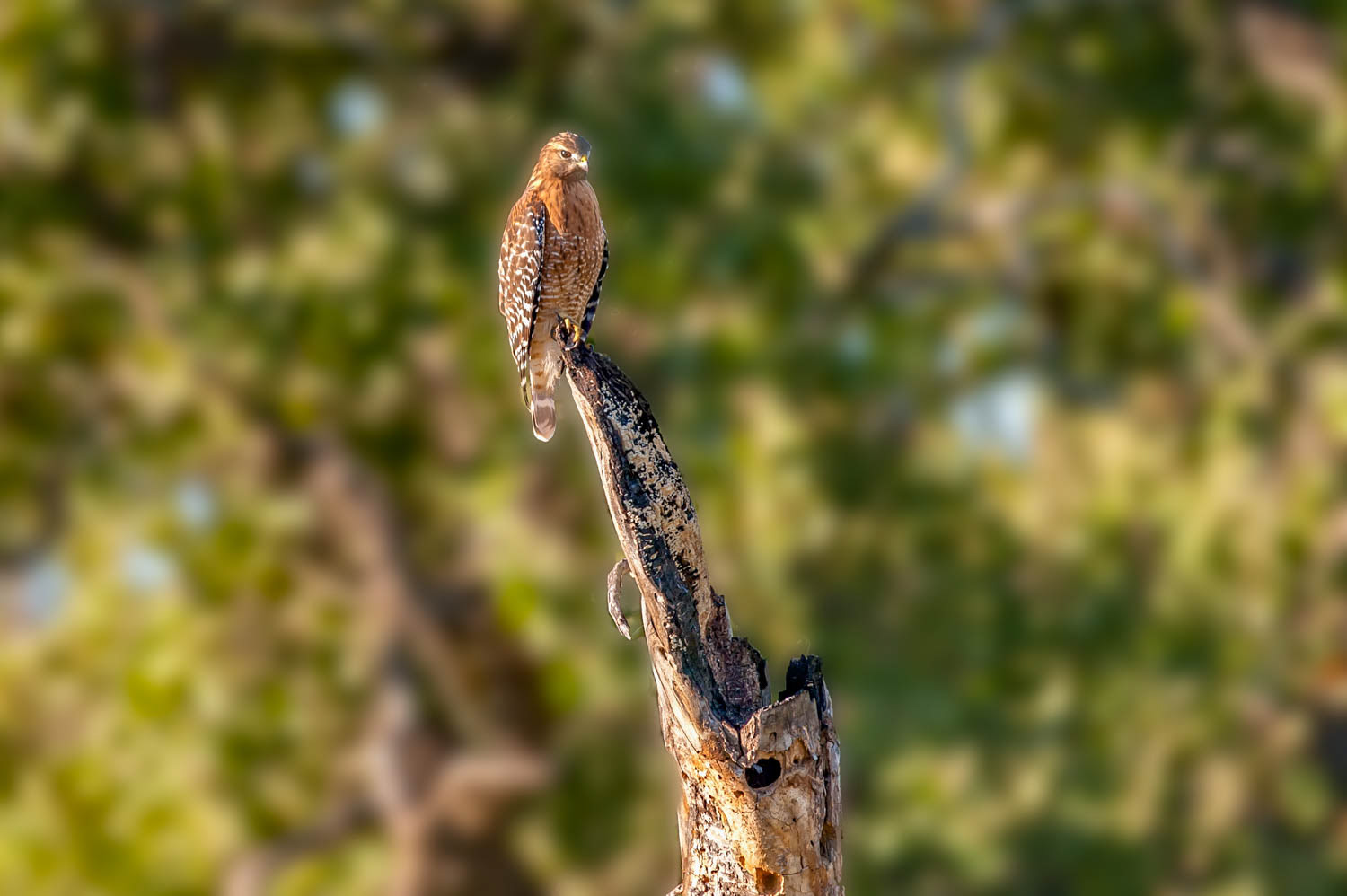 Red-shouldered Hawk