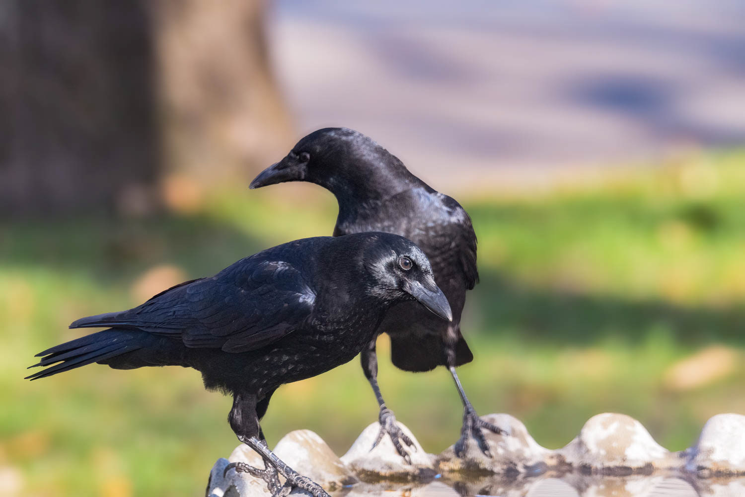 American Crows