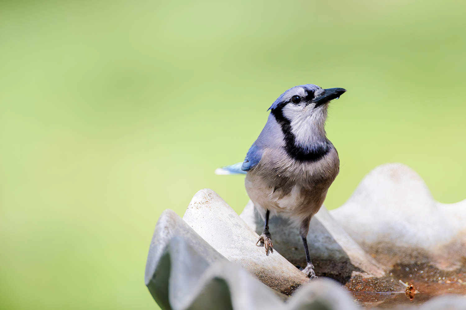Bluejay